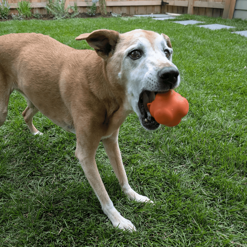 Dog Fetch Balls | Durable Interactive Toys for Active Dogs
