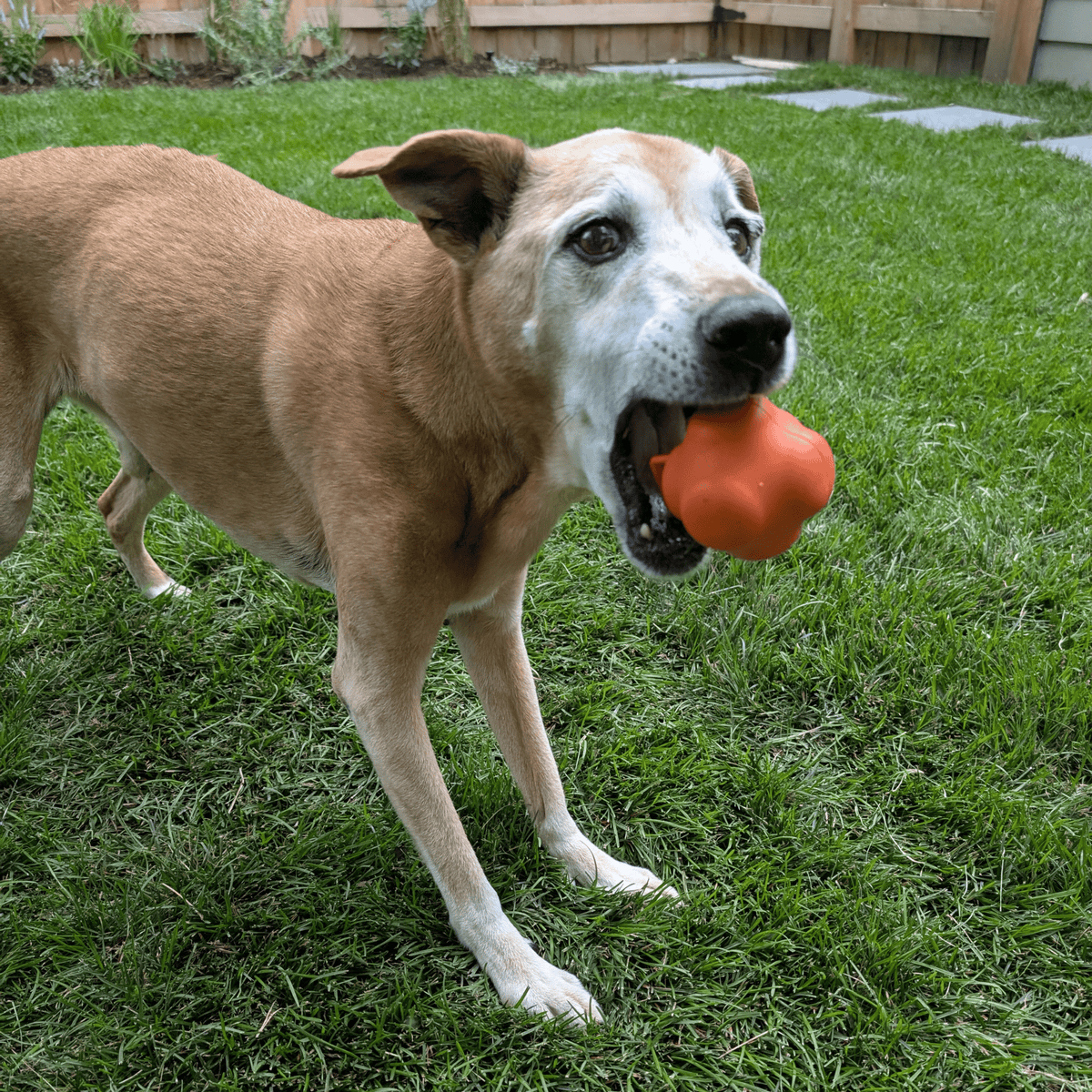 Dog Fetch Balls | Durable Interactive Toys for Active Dogs