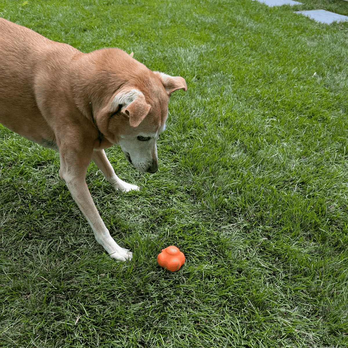 Dog Fetch Balls | Durable Interactive Toys for Active Dogs