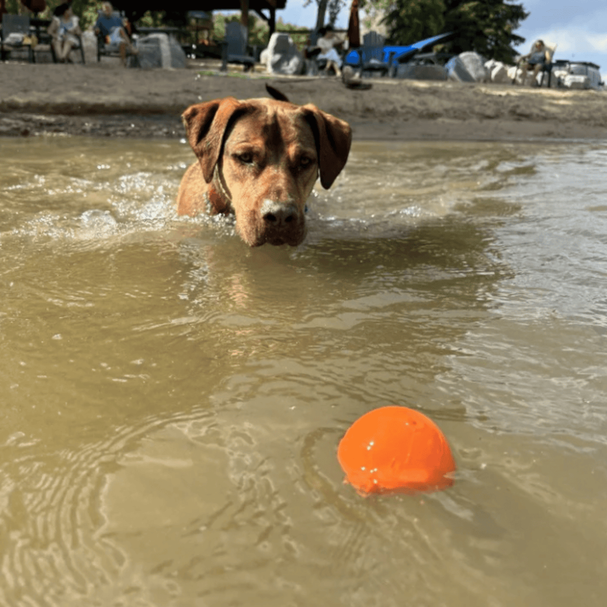 Dog Fetch Balls | Durable Interactive Toys for Active Dogs