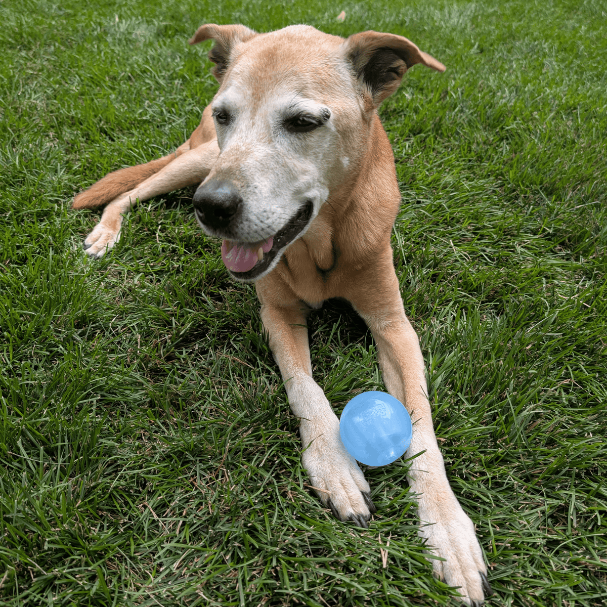 Dog Fetch Balls | Durable Interactive Toys for Active Dogs