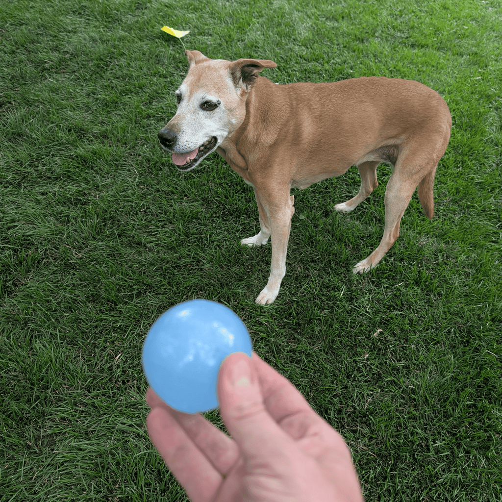 Dog Fetch Balls | Durable Interactive Toys for Active Dogs
