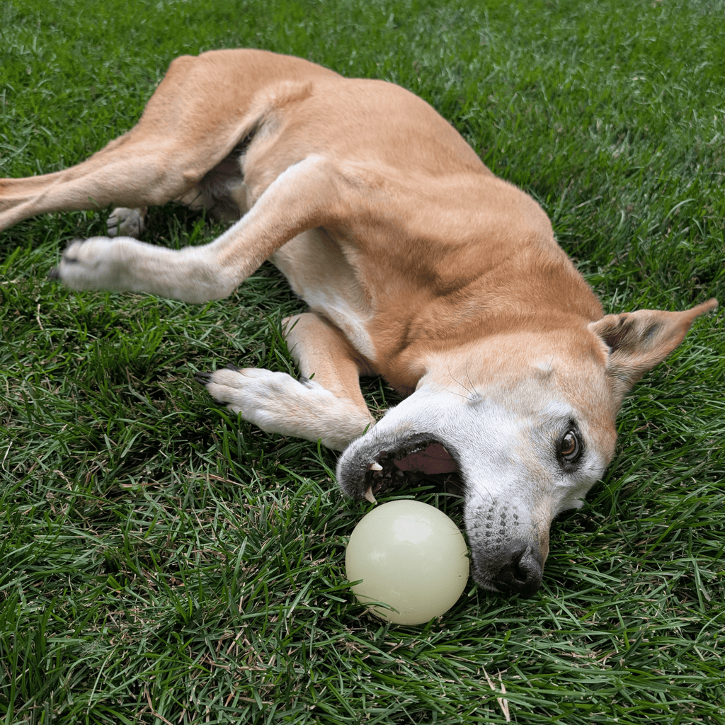 Dog Fetch Balls | Durable Interactive Toys for Active Dogs