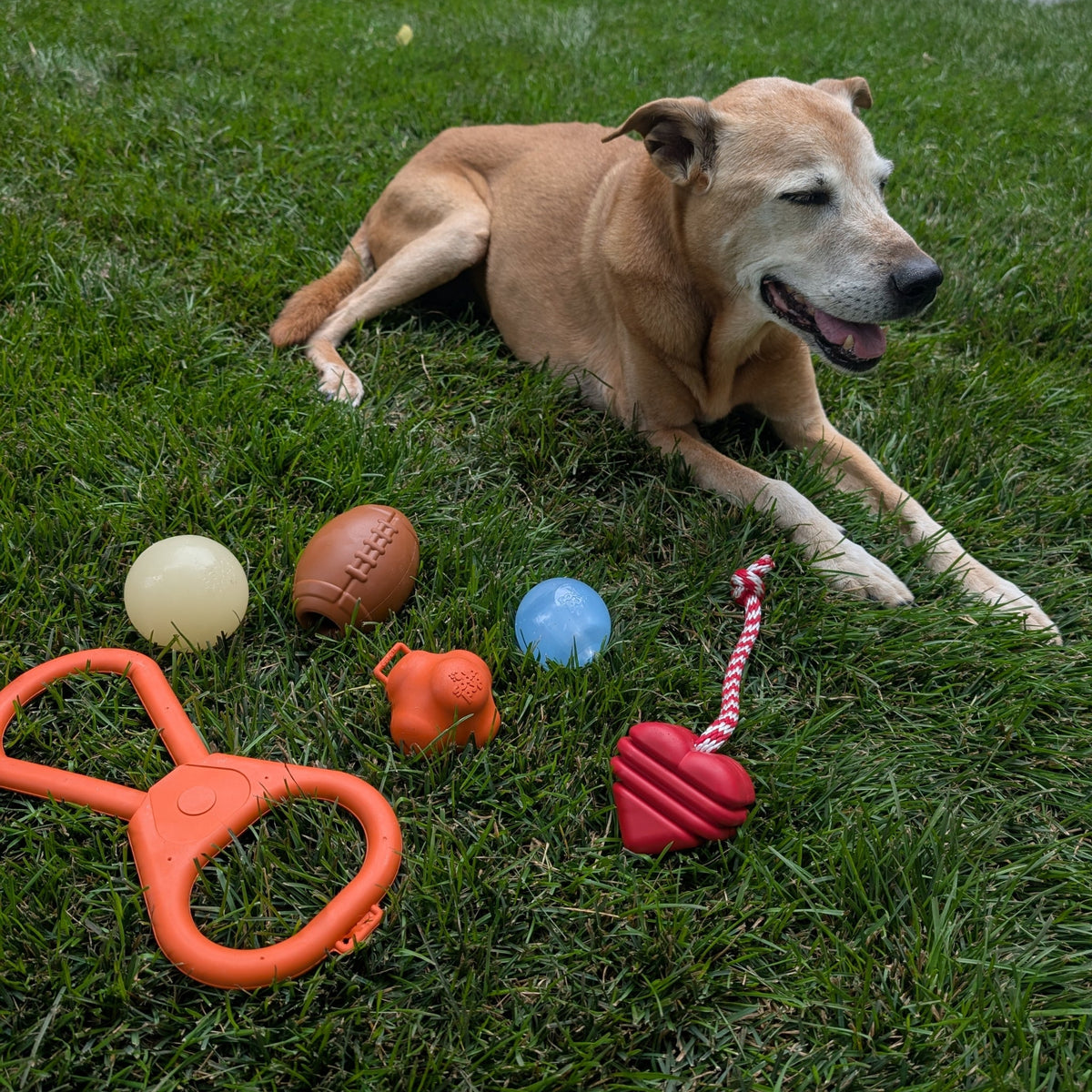 Chew Toys